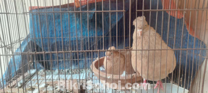 কবুতর বিক্রি করা হবে